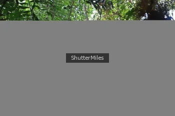 Runner Photo 5207086