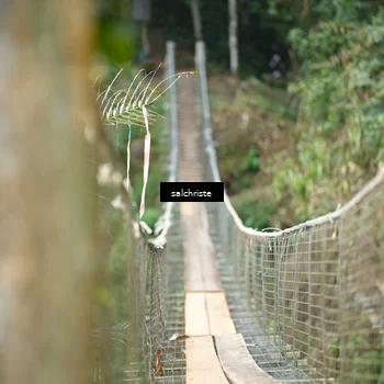 Runner Photo 5220556
