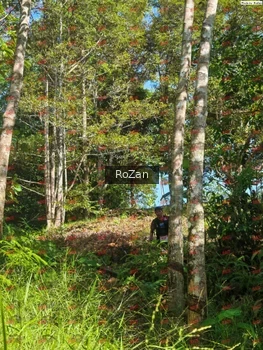 Runner Photo 5224