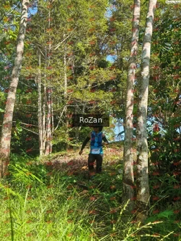 Runner Photo 5232