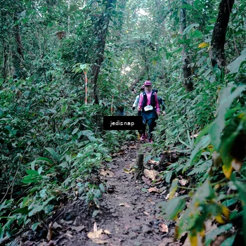 Runner Photo 5246361