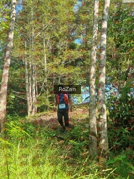 Runner Photo 5265
