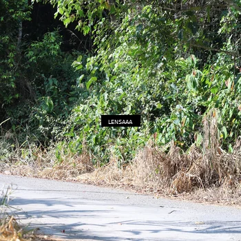 Runner Photo 5298355