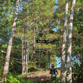 Runner Photo 5307