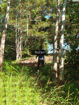 Runner Photo 5367