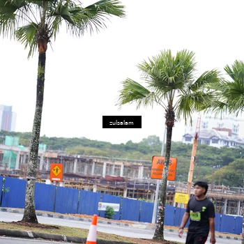 Runner Photo 5375701