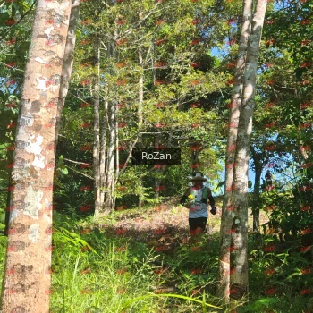 Runner Photo 5446