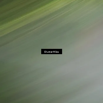 Runner Photo 5518051
