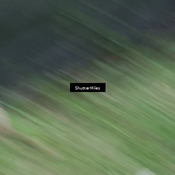 Runner Photo 5518062