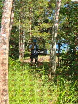 Runner Photo 5530