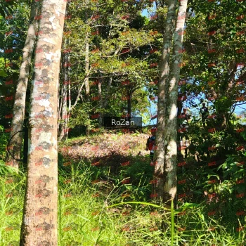 Runner Photo 5634