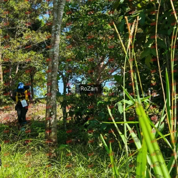 Runner Photo 5661