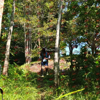 Runner Photo 5816