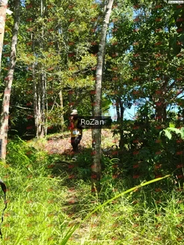 Runner Photo 5856