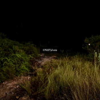 Runner Photo 5858725