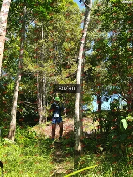 Runner Photo 5981