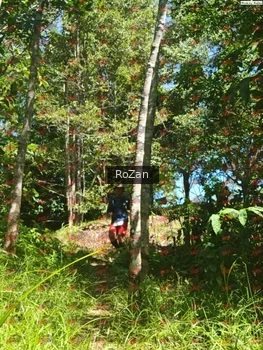 Runner Photo 6017