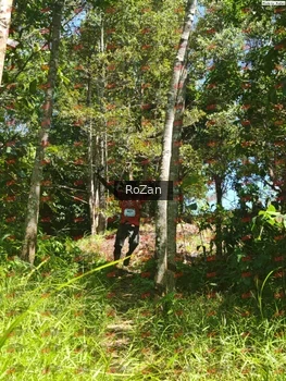Runner Photo 6041