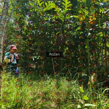 Runner Photo 6261