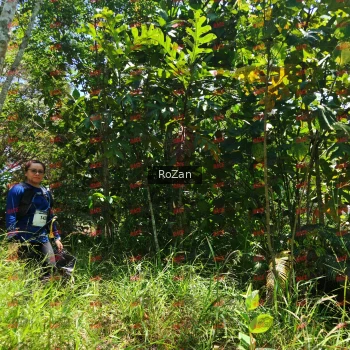 Runner Photo 6278
