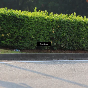 Runner Photo 7001447