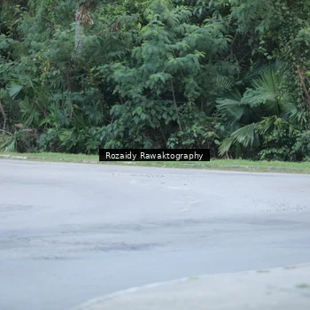 Runner Photo 7138153