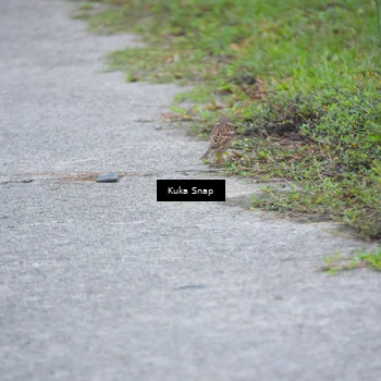 Runner Photo 7258191