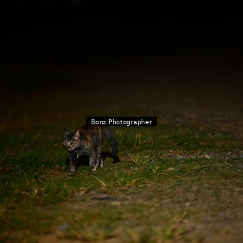 Runner Photo 7622933