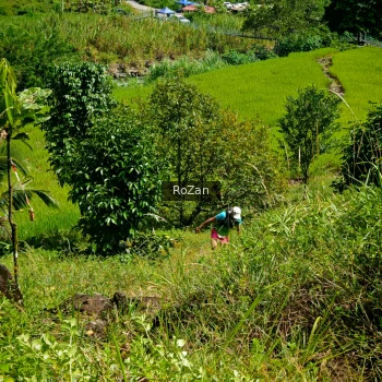 Runner Photo 79626