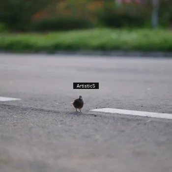 Runner Photo 8027436
