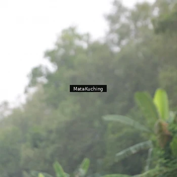 Runner Photo 8057263