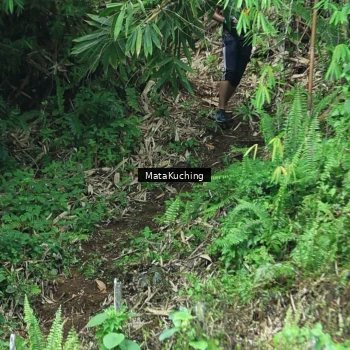 Runner Photo 8090437