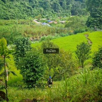 Runner Photo 81065