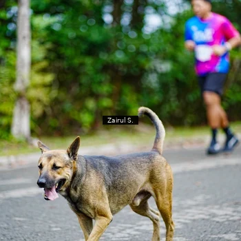 Runner Photo 8143056