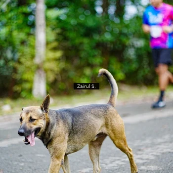 Runner Photo 8143058