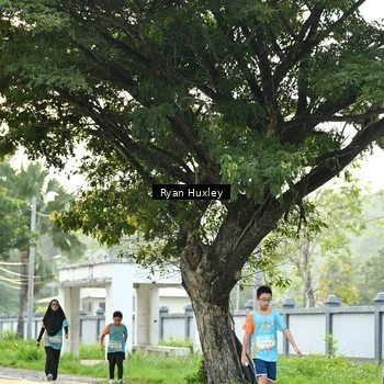 Runner Photo 8242739