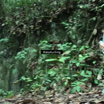 Runner Photo 8546998