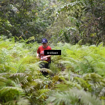 Runner Photo 8563078