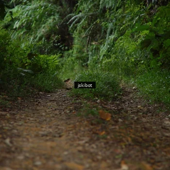 Runner Photo 8766985