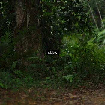 Runner Photo 8766990