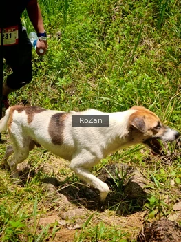 Runner Photo 88762