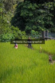 Runner Photo 90275