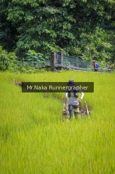 Runner Photo 91998