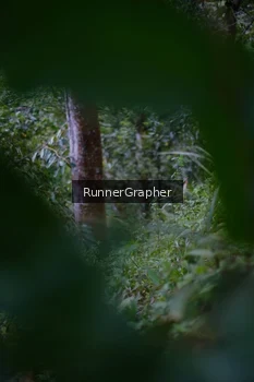 Runner Photo 97399